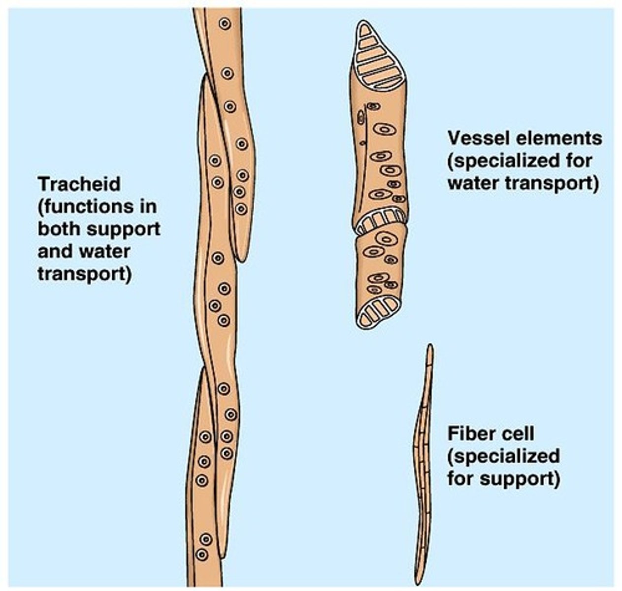 <p>Xylem cells present in gymnosperms.</p>