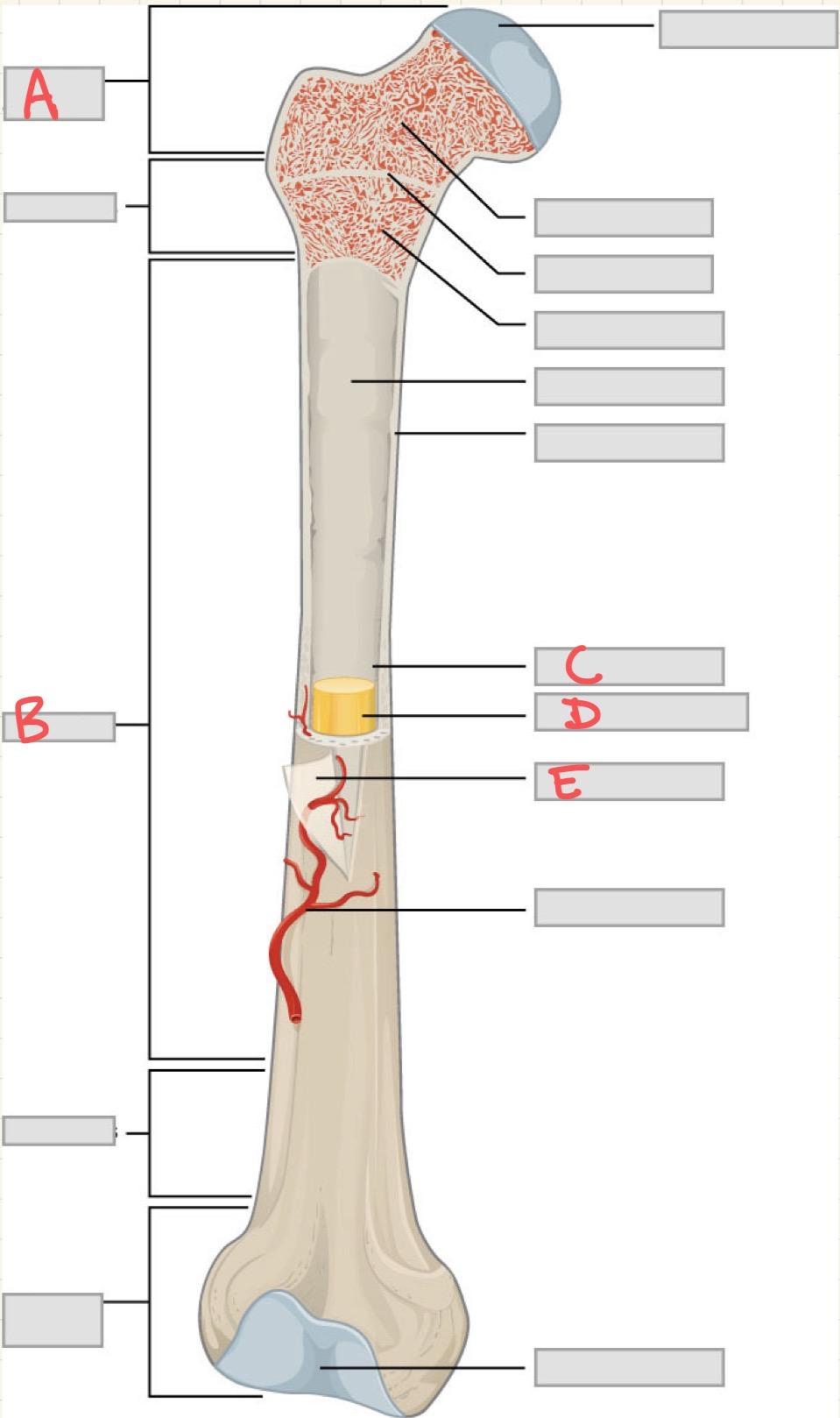 <p>E</p>