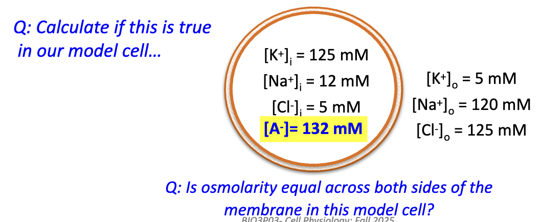 <p>No → imbalance causes osmotic stress (water tends to enter cell).</p><p>This cell is in Gibbs-Donnan equilibrium.</p>