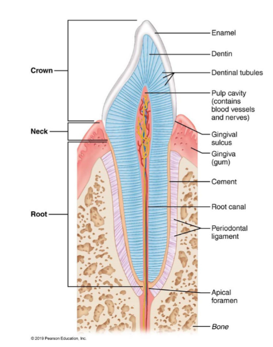 <ul><li><p>crown: exposed part above gingiva (gum)</p><ul><li><p>outermost part=enamel(contains hydroxyapatite minerals)</p><ul><li><p>no cells/organic material</p></li></ul></li><li><p>dentin: sensitive to stimuli</p></li><li><p>periodontal ligament: fibrous connective tissue</p></li></ul></li><li><p>Root: portion embedded in jawbone-connected to crown by neck</p></li></ul><p></p>