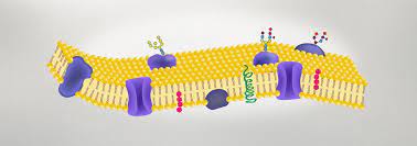 <p>A protein with one or more covalently attached carbohydrates. </p>
