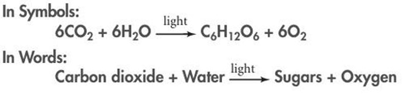 <p>Starting material in photosynthesis, which includes water and carbon dioxide.</p>