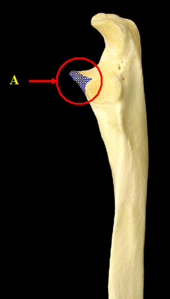 <p>articulates with the humerus at the coronoid fossa</p>
