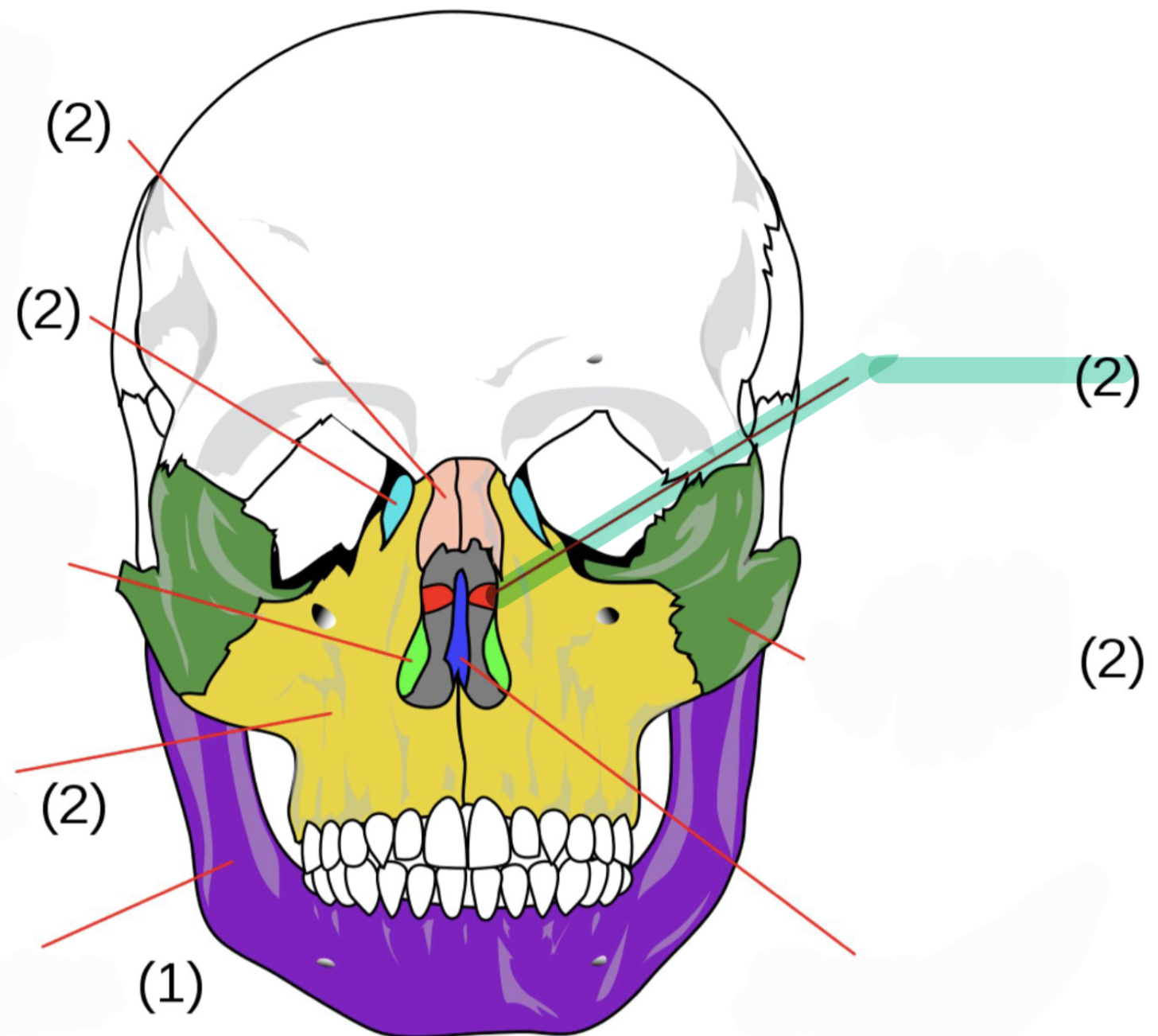 <p>Fused bones that form posterior part of hard palate</p>