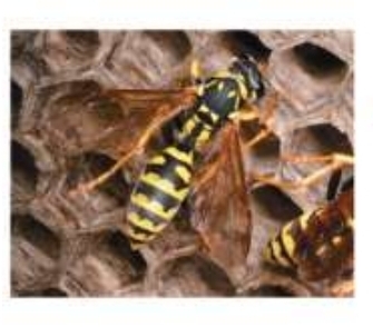 <p>Hymenopterans</p>