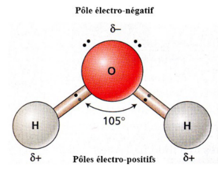 <p><span style="background-color: transparent;">La molécule d’eau est un [?] avec une légère charge positive du côté des atomes d’hydrogène et une légère charge négative du côté de l’atome d’oxygène.</span></p>