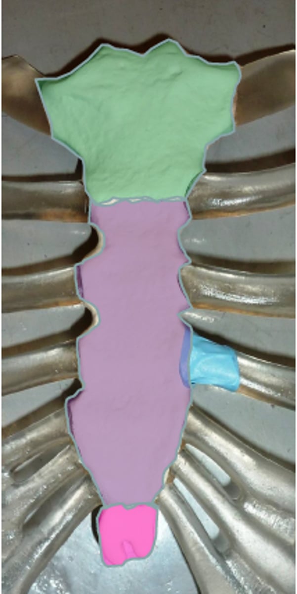 <p>middle (lavender color) part</p>