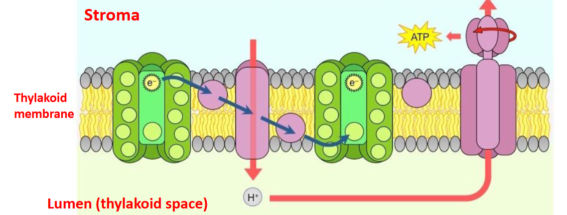 <p>second step of a light dependent reaction</p>