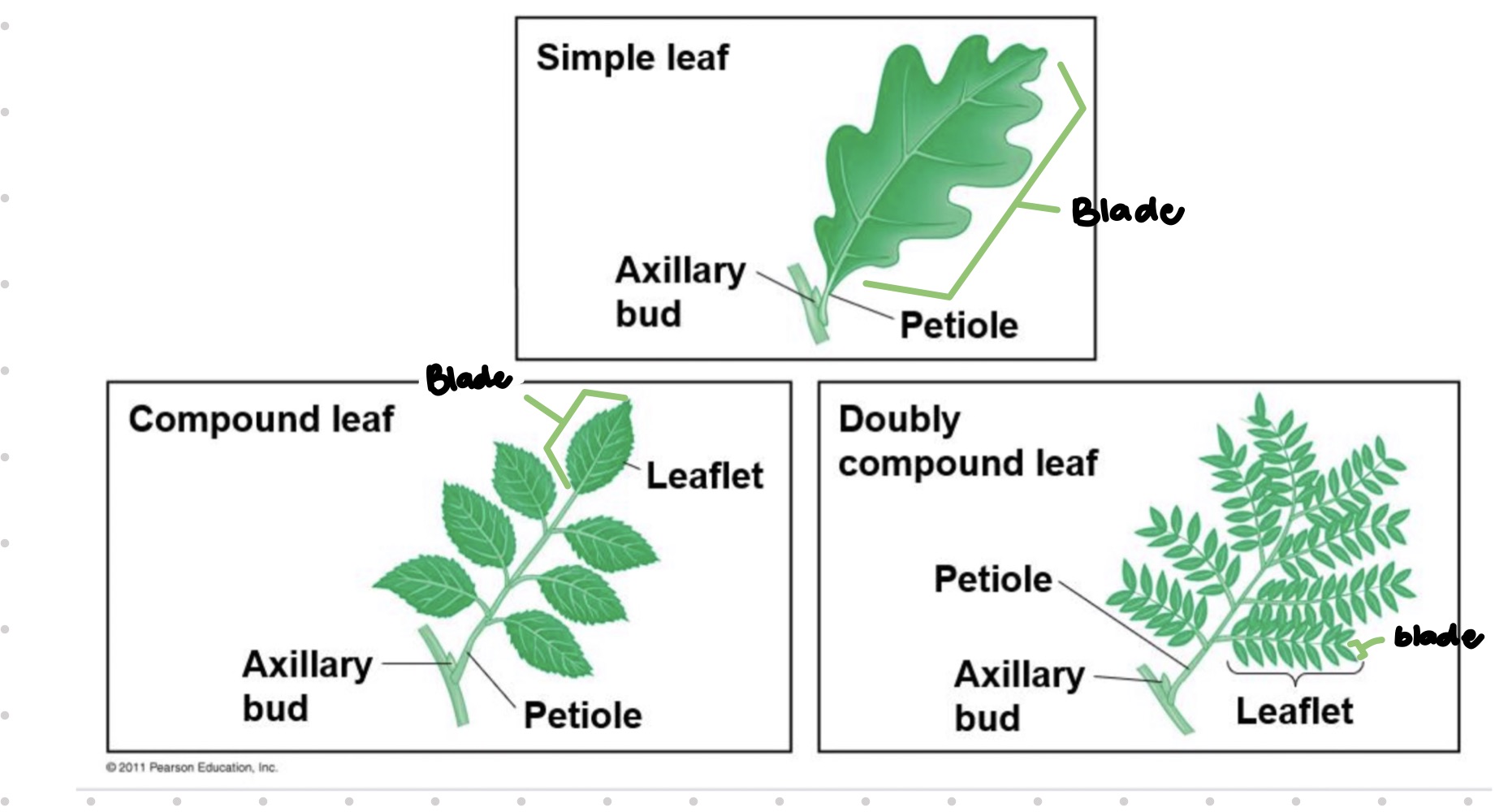 <p>• simple leaves • compound leaves • doubly compound leaves</p>