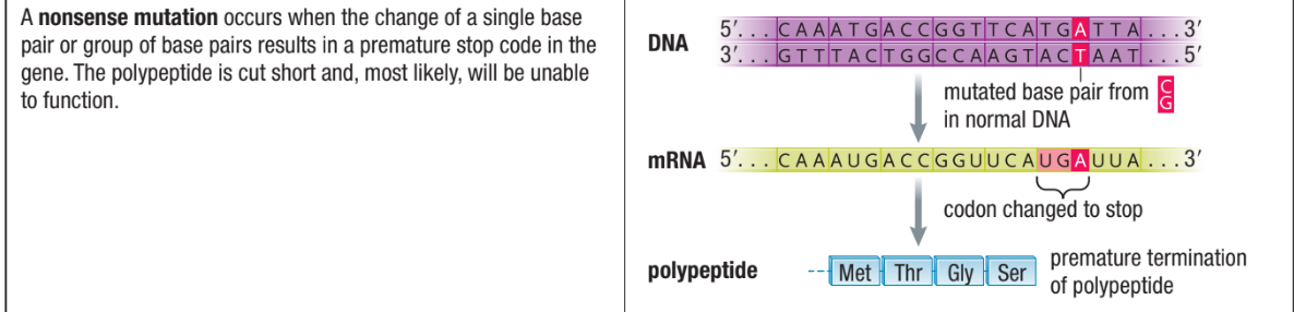 <ul><li><p>Occurs when a change in DNA base sequence causes a <strong>stop codon</strong> to be placed instead of an amino acid codon&nbsp;</p></li><li><p>This is a substitution&nbsp;</p></li><li><p>Only part of protein before “stop” is made and fragment may be digested</p></li><li><p>Often lethal to cell</p></li></ul><p></p>