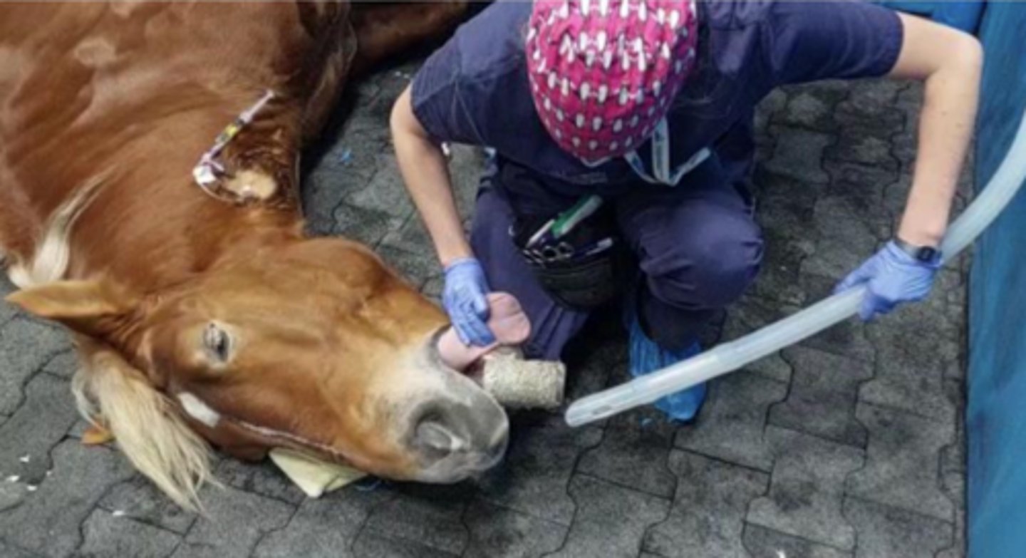 <p>-we first put a hard tube in the mouth to protect the intubation tube from the horse's teeth.</p><p>-we do not need a laryngoscope because the esophageal sphincter is so strong and will not allow the tube to be inserted here</p>