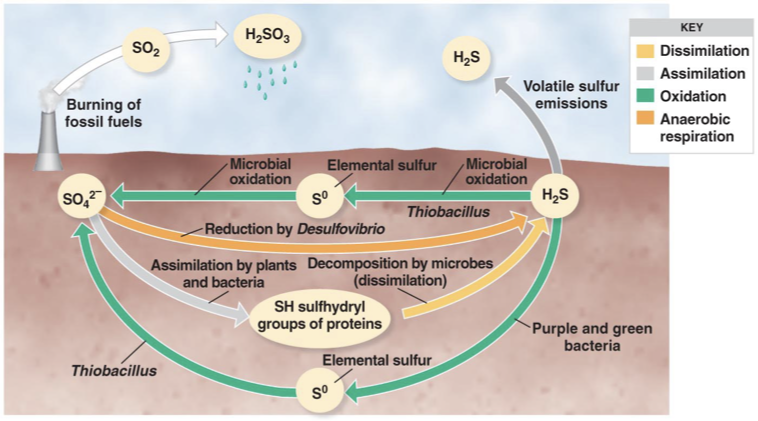 <p>The Sulfur Cycle </p>
