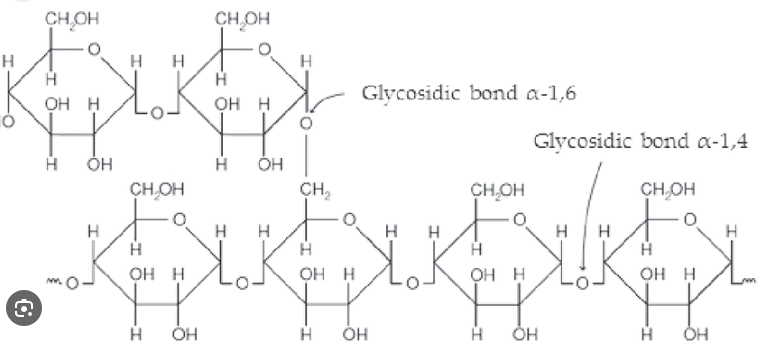 <p><span>Branched, 𝛂-1, 4-glycosidic linkages for main chain and 𝛂-1, 6-glycosidic linkages for branches</span></p>