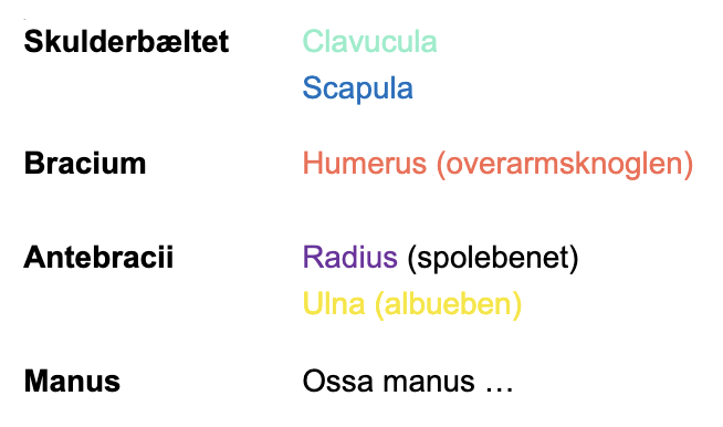 <p>Skulderbæltet: Clavicula (tyrkis) og scapula (blå)<br>Brachium: Humerus<br>Antebrachium: Radius (spoleben, lilla) og ulna (albueben, gul)<br>Manus: Ossa manus</p>
