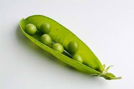 <p><span style="background-color: transparent;"><span>- fruit breaks open along both sides</span></span></p><p><span style="background-color: transparent;"><span>- contains multiple ovules with marginal placentation&nbsp;</span></span></p>