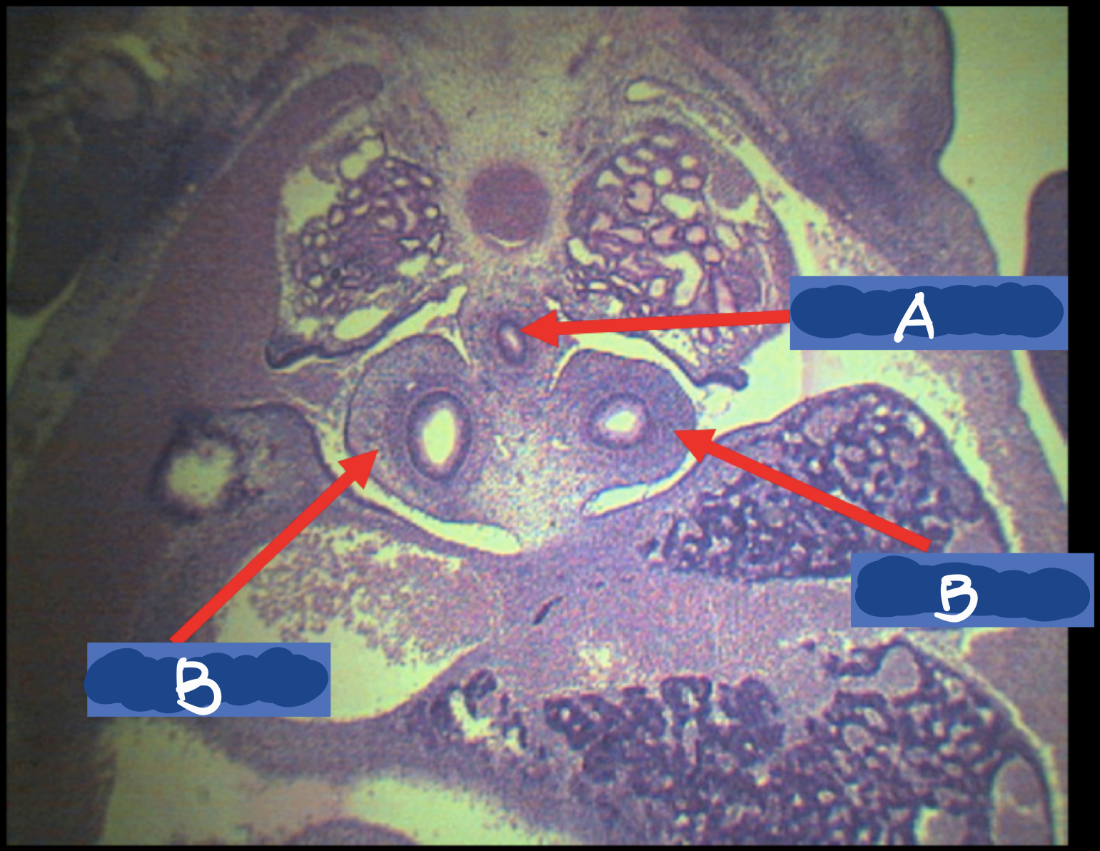 <p>Identify the structures</p>