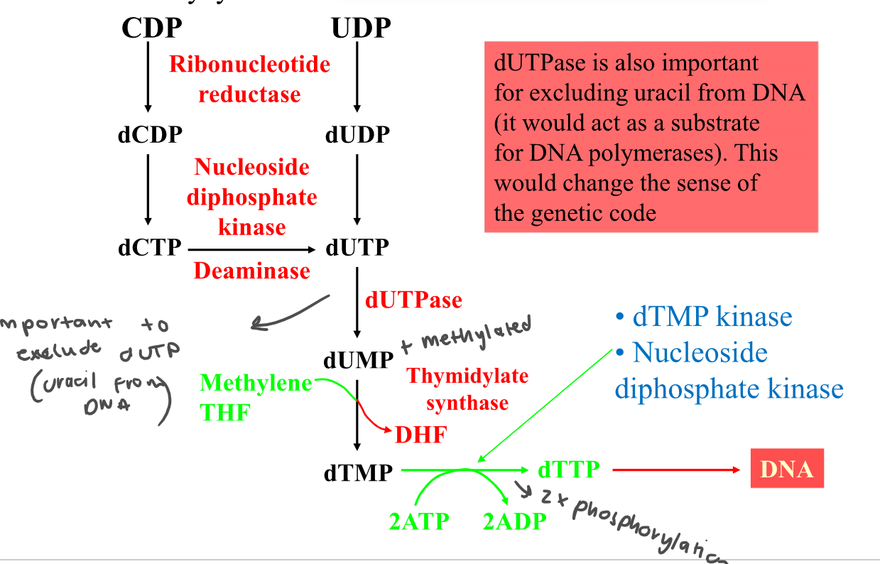 
1. Ribonucleotide reductase (CDP → dCDP) 
2. Nucleoside diphosphate kinase (dCDP → dCTP) 
3. Deaminase (dCTp → dUTP) 
4. dUTPase (dUTP → dUMP) 
5. Thymidylate synthase (dUTP → dTMP) 
6. dTMP kinase + nucleoside diphosphate kinase