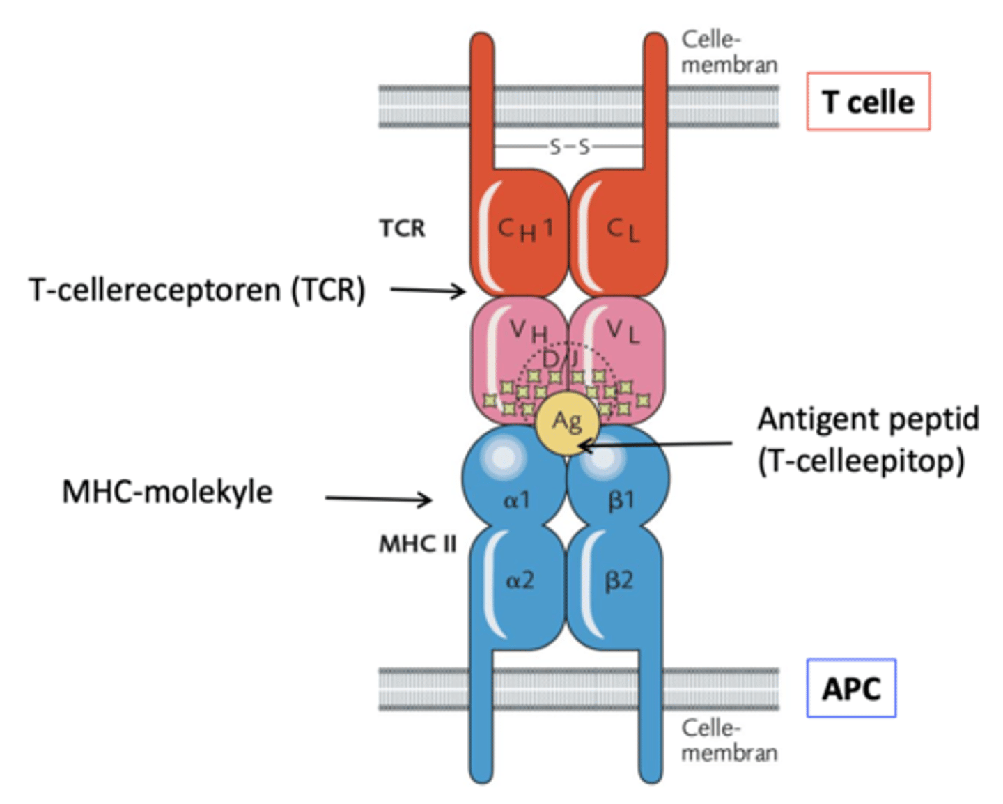 <p>Genkender fragmenter af antigen proteiner der bliver repræsenteret på MHC.</p><p>Det er antigen præsenterende celler der præsenterer antigener for T celler.</p><p>(CD8+)</p><p>(CD4+)</p><p>Antigenerne skal nedbrydes inde i cellen og derefter præsenteres som små dele på MHC molekyler.</p>