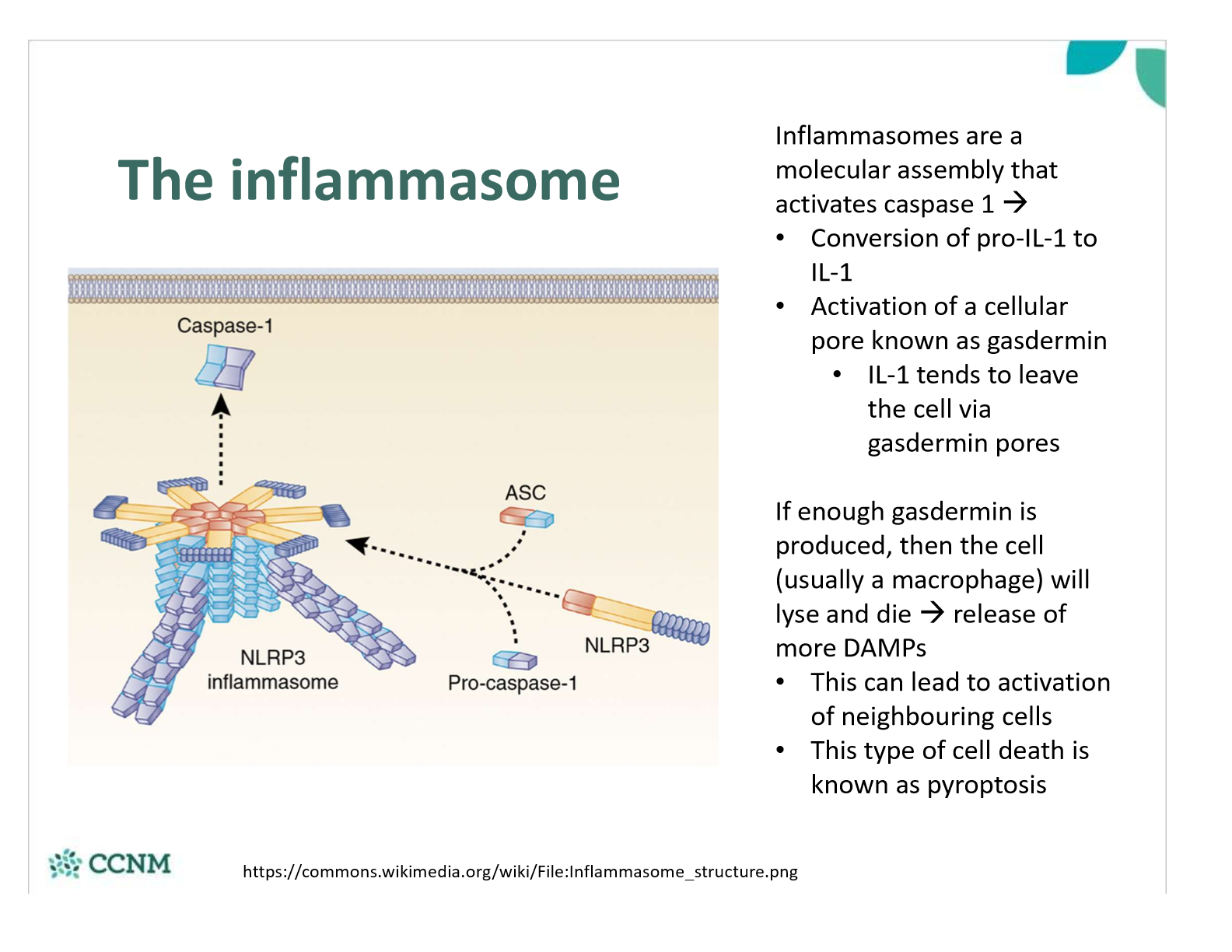 knowt flashcard image