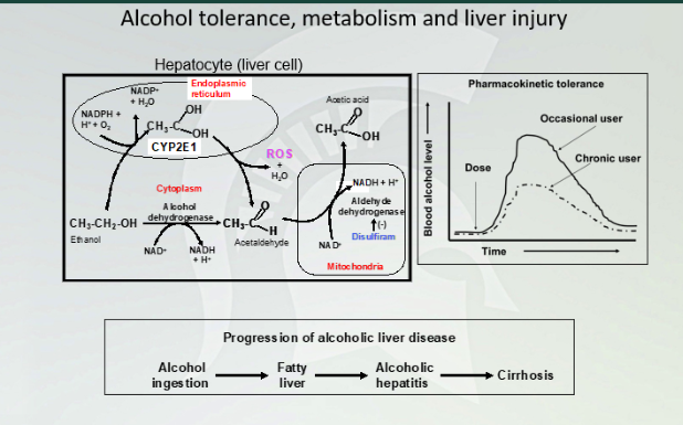<p>Alcohol tolerance, metabolism and liver injury </p>