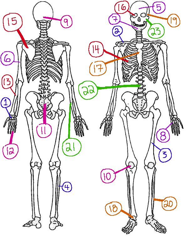 <p>What # are the metatarsals</p>
