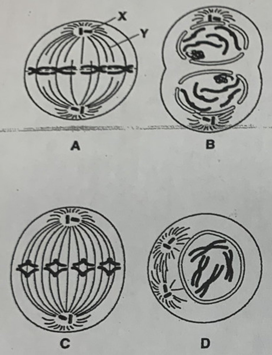 <p>the 4 phases of mitosis</p>