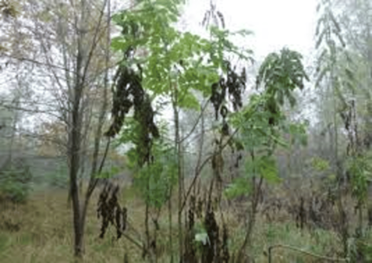 <p>A serious fungal disease of the European ash, characterized by the progressive death of the tree's branches.</p>