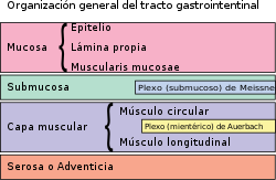 <p>Mucosa, Submucosa, Muscular, Serosa/Adventicia.</p>