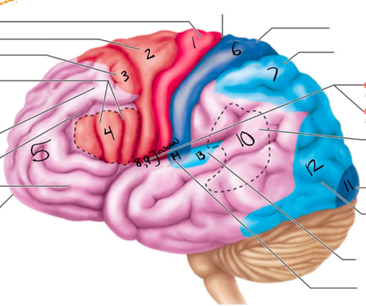 <p>what structure is labeled by #5?</p>