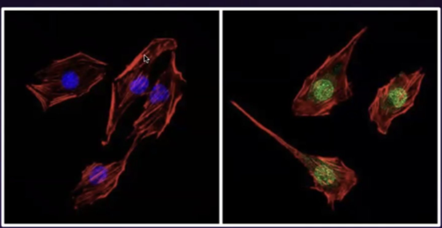 <p>thyroid hormone receptors are __________ receptors</p>