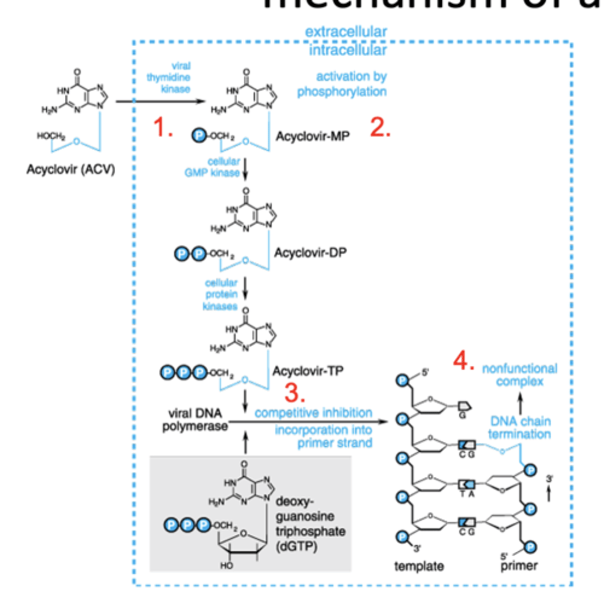 <p>ACV affinity for viral TK is ~200 times greater than cellular kinase</p><p>1. Nucleoside analog; monophosphorylated by HSV/VZV thymidine kinase</p><p>2. Phospho ACV is trapped/accumulates in infected cell</p><p>3. Phospho ACV competes with endogenous nucleotides to inhibit viral DNA polymerase</p><p>4. Phospho ACV lacks 3’ hydroxyl group-acts as a chain terminator in viral DNA synthesis</p>