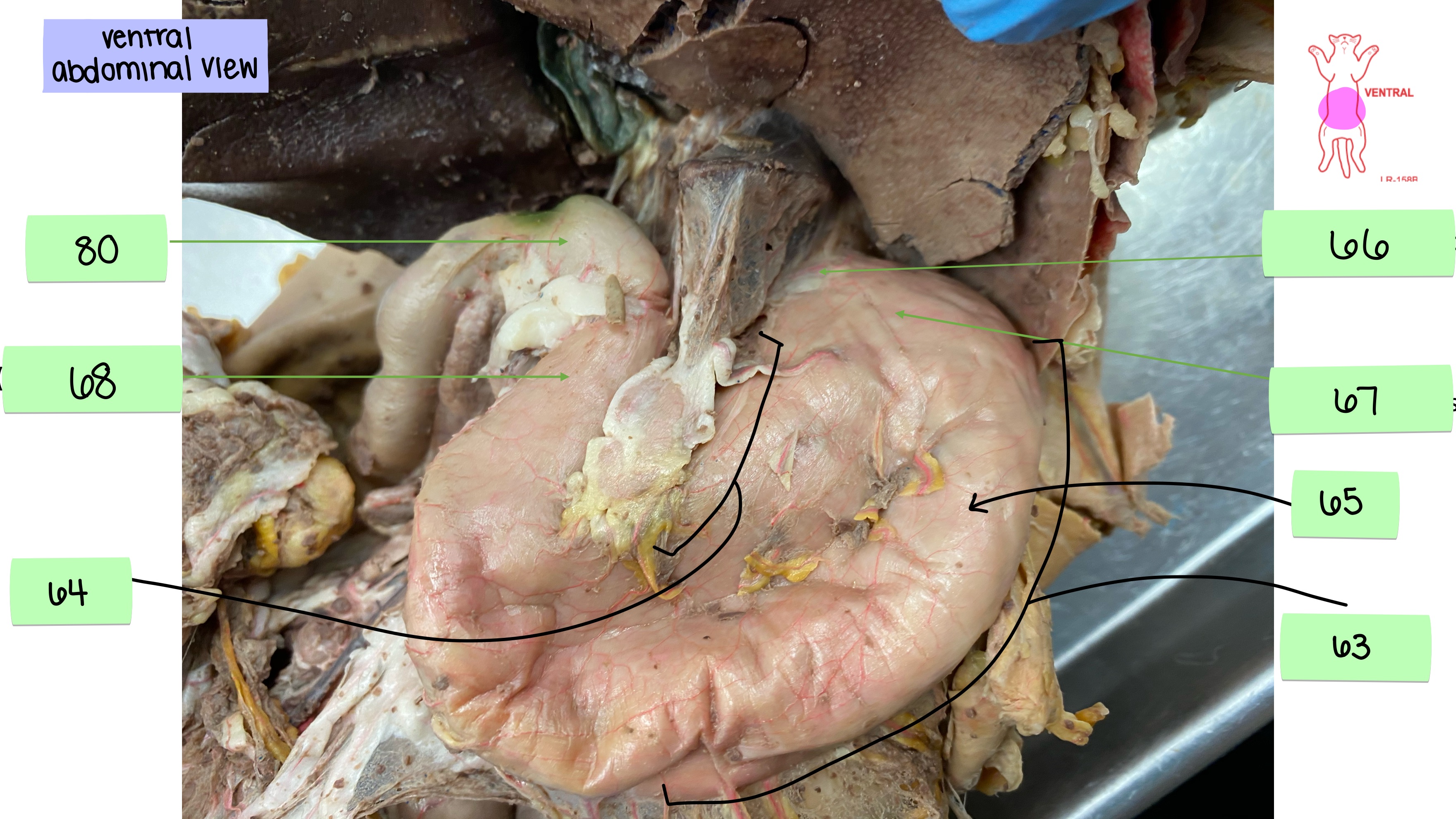 <p>stomach cardiac region</p>