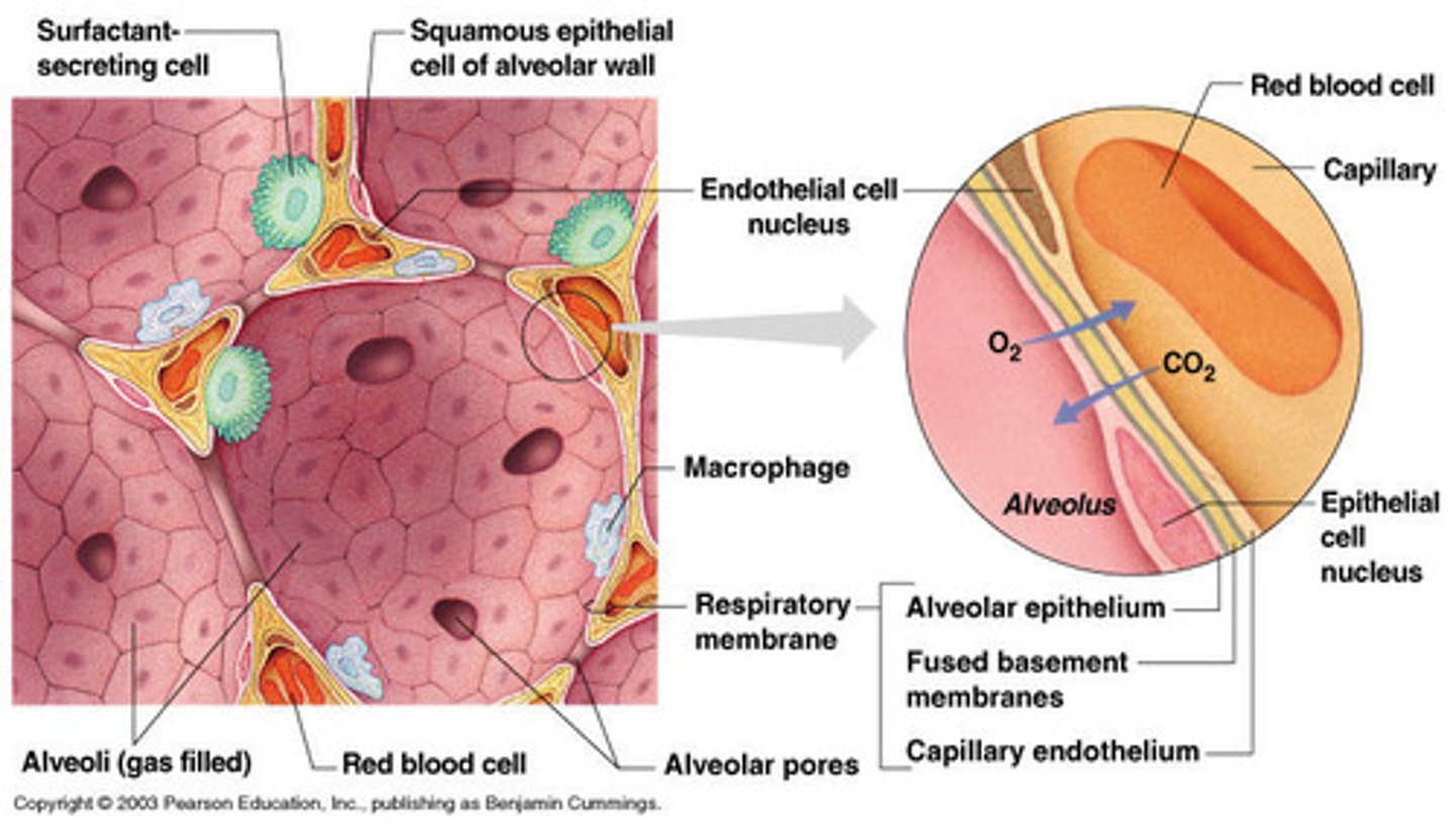 <p>- thin walled - single layer of flattened type 1 alveolar cells</p><p>- each surroundd by pulmoary capilaries</p><p>- type 2 alvolar cells secrete pulmonary surfactant to reduce surface tesion</p><p>- alvolar macrophages guarding the lumen</p><p>- pores of Kohn permitign collateral ventilation bw adjacent alveoli</p>