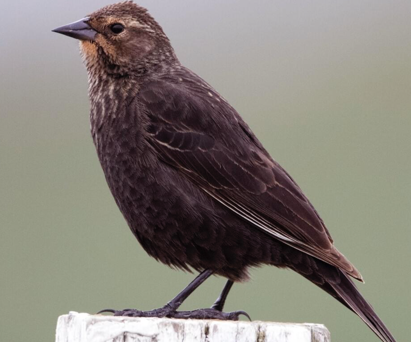 <p>Red-Winged Blackbird male </p><p>(black bird with red and orange on wings)</p><p>females are brown streaked with yellow wash around beak, some may be more brown</p>