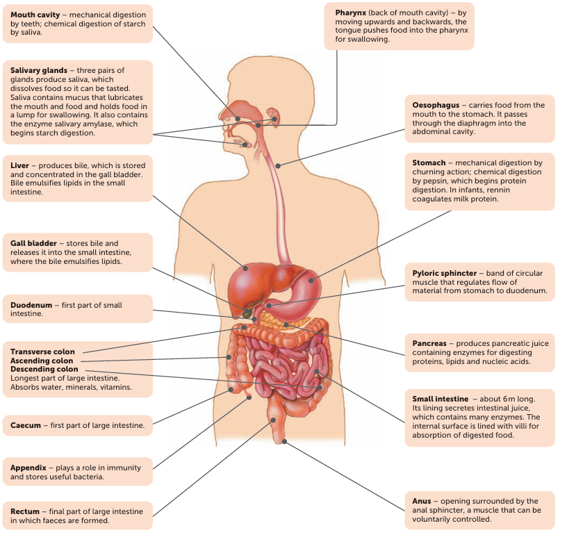 knowt flashcard image