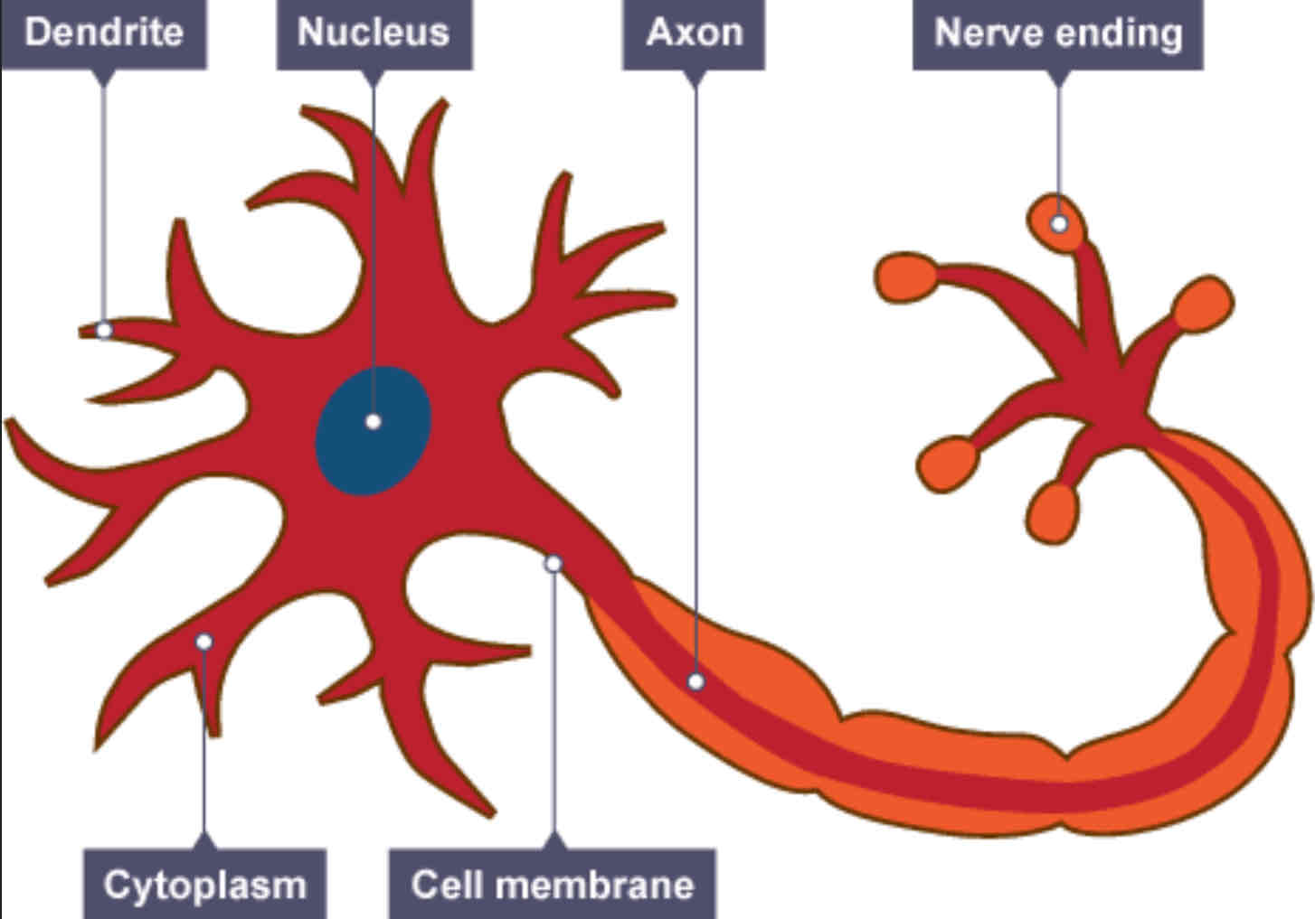 <p>★ Long axons to carry impulses ★ Myelin speeds up the transmission of impulses ★ Synapses acts as junctions so they can&apos;t link to other nerve cells ★ Dendrites so nerve cells can join to other nerve cells more easily</p>