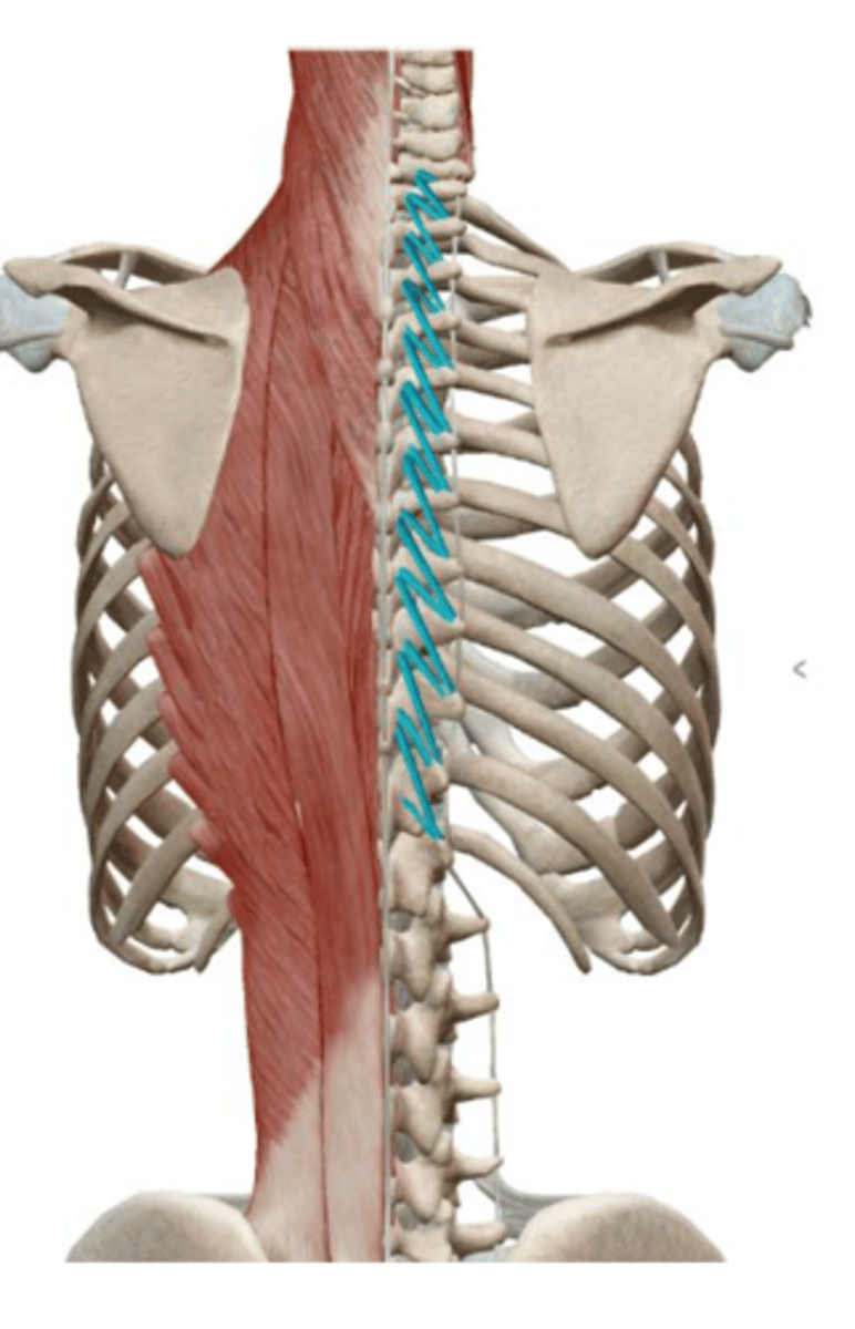 <p>together: extend vertebral column</p><p>singly: rotate vertebral column to the opposite side</p>