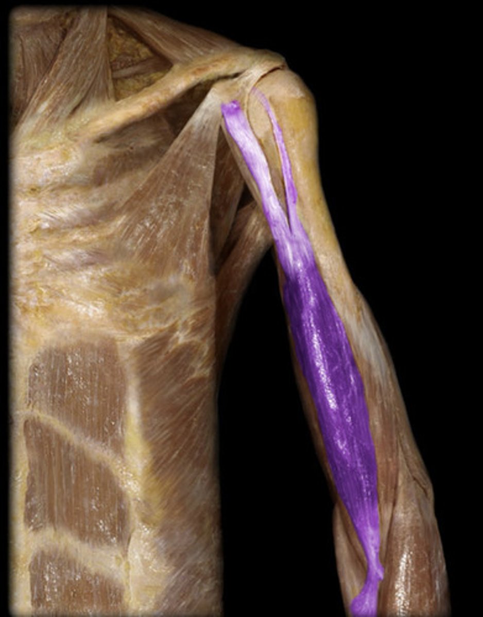 <p>biceps brachii</p>