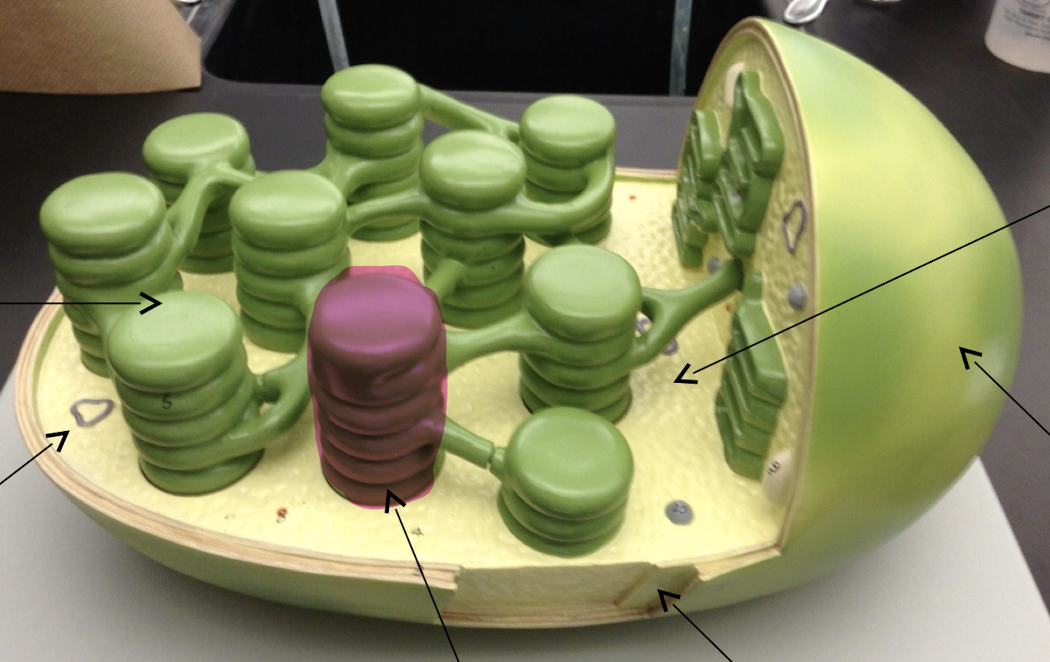 Chloroplast model

\
What is pointed?