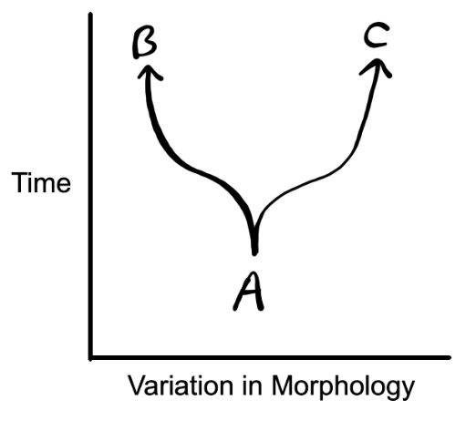 various species arising from one common ancestor over time

ex. 

A = ancestral bird, B = hummingbird, C = ostrich

A = ancestral fish, B = dogfish, C = hammerhead shark

A = ancestral desert plant, B = saguaro cactus, C = organ pipe cactus