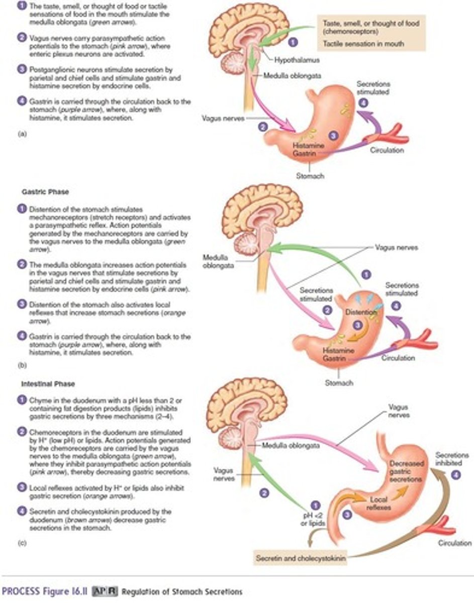 <p>The presence of digestive products in the duodenum.</p>