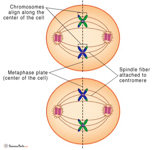<p>chromosomes line up at the metaphase plate</p><p>because of crossing over in meiosis I, the chromatids are unique</p>