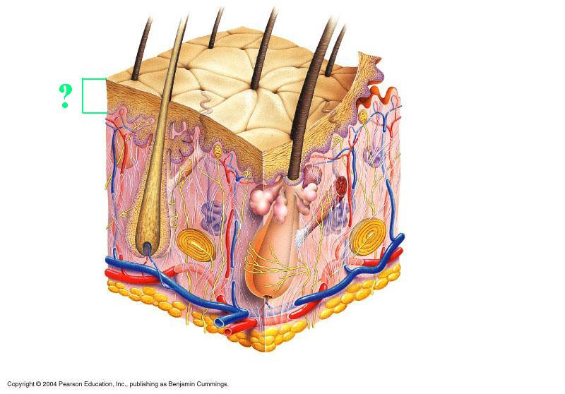 <p>epidermis</p>