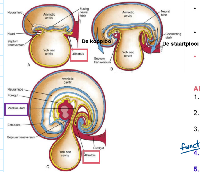 <ul><li><p>als gevolg van vouwen van het embryo: midden van de darm wordt geleidelijk omgezet in een buis</p></li><li><p>hals van dooierzak wordt tot slanke ductus vitellinius gereduceerd (= verbinding tussen darm &amp; dooierzak)</p></li><li><p>allantois &amp; verbindingssteel combineren met dooierzak &amp; dooierzakgang door vouwen van caudale einde van het embryo</p></li></ul><p>ALLANTOIS:</p><ul><li><p>groeit in hechtsteel</p></li><li><p>opgenomen in primitieve darm (cfr. de staartplooi)</p></li><li><p>overblijfsel ervan is urachus (= ophanging van urineblaas aan ventrale buikwand)</p></li><li><p>functie:</p><ul><li><p>bij vogels: opslag toxische stoffen</p></li><li><p>bij mens: geen functie (→ placenta neemt de functie hiervan over)</p></li></ul></li></ul><p>→ kop- &amp; staartplooi liggen in het mediaan vlak</p><p></p>
