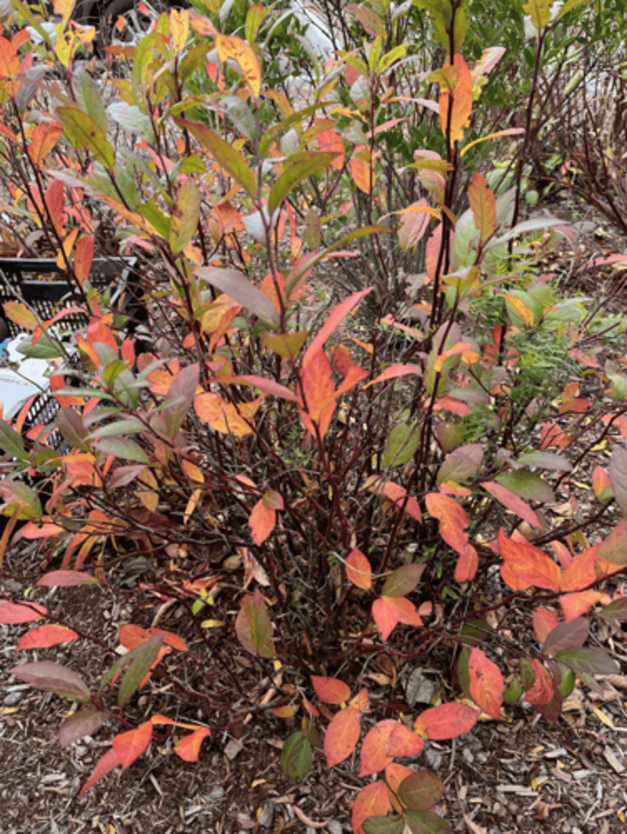<p>red fall color, persistent pendulus infructescence, red stemmed, lower to ground than dogwood</p>