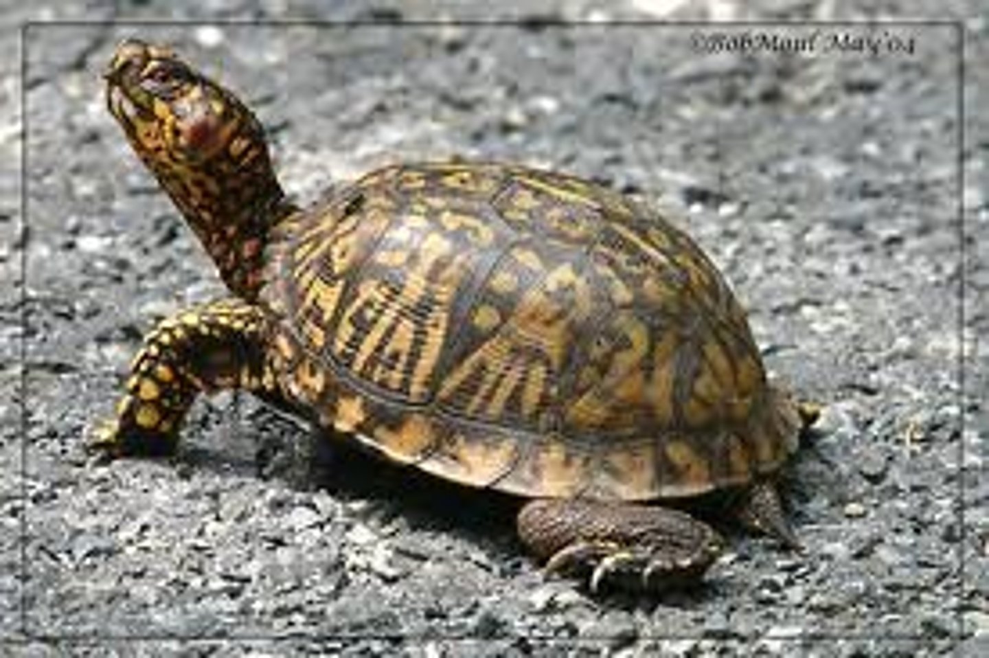 <p>the turtle</p>