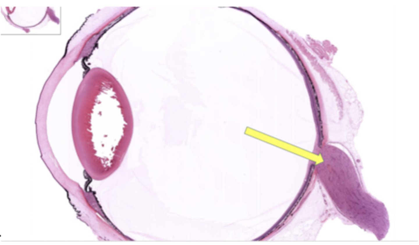 <p>Identify the general structure or layer </p>