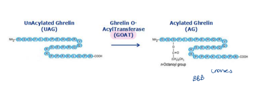 <p></p><ul><li><p>Ghrelin is a <strong>28 amino acid orexigenic peptide</strong> produced by <strong>PD/1 cells in the stomach</strong>.</p></li><li><p>Known as the <strong>“hunger hormone”</strong>, it regulates <strong>food intake and calorie homeostasis</strong>.</p></li><li><p>It stimulates <strong>GH (growth hormone) release</strong> from the pituitary.</p></li><li><p>Exists in two forms:</p><ul><li><p><strong>Acyl ghrelin (AG)</strong> – active form</p></li><li><p><strong>Unacylated ghrelin (UAG)</strong> – inactive form</p></li></ul></li><li><p>AG is<strong> octanoylated on the 3rd serine residue</strong> by the <strong>GOAT enzyme (ghrelin O-acyltransferase)</strong> in the stomach.</p></li><li><p>AG crosses<strong> </strong>the<strong> blood-brain barrier (BBB)</strong> and acts via the <strong>GHSR1a receptor</strong> (a G-protein-coupled receptor)</p></li></ul><p></p>