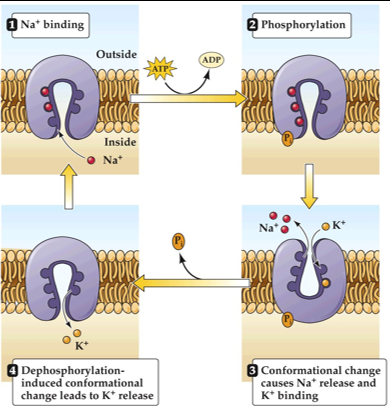 <ul><li><p><span><span>Maintaining concentration gradients for Na</span><sup><span>+</span></sup><span> and K</span><sup><span>+</span></sup><span> is essential for excitability</span></span></p></li><li><p><span><span>Achieved via active exchange via the Na-K transporter aka sodium potassium pump</span></span></p></li><li><p><span><span>Chemical gradient is established with </span><strong><span>3 Na⁺ out</span></strong><span> and </span><strong><span>2 K⁺ in</span></strong><span> using ATP.</span></span></p></li><li><p><span><span>This pump has now created an electrochemical gradient, because this means there is a net -1 difference in electrical charged inside the cell with each cycle</span></span></p></li><li><p><span><span>Maintains the ion gradients that underlie the resting potential.</span></span></p></li><li><p><span><span>This pump uses energy in the form of ATP to perform this work</span></span></p></li></ul><p></p>