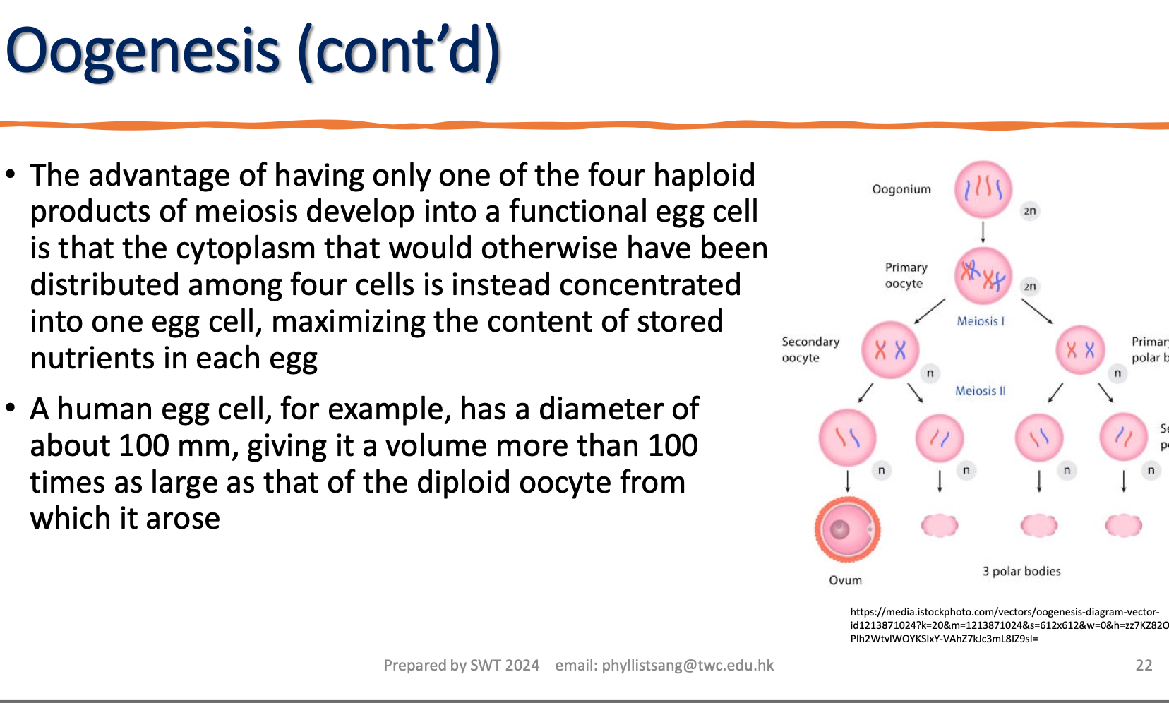 <p>the advantages of only one product of oogenesis developed into ovum while others three developed into 3 polar bodies.</p>